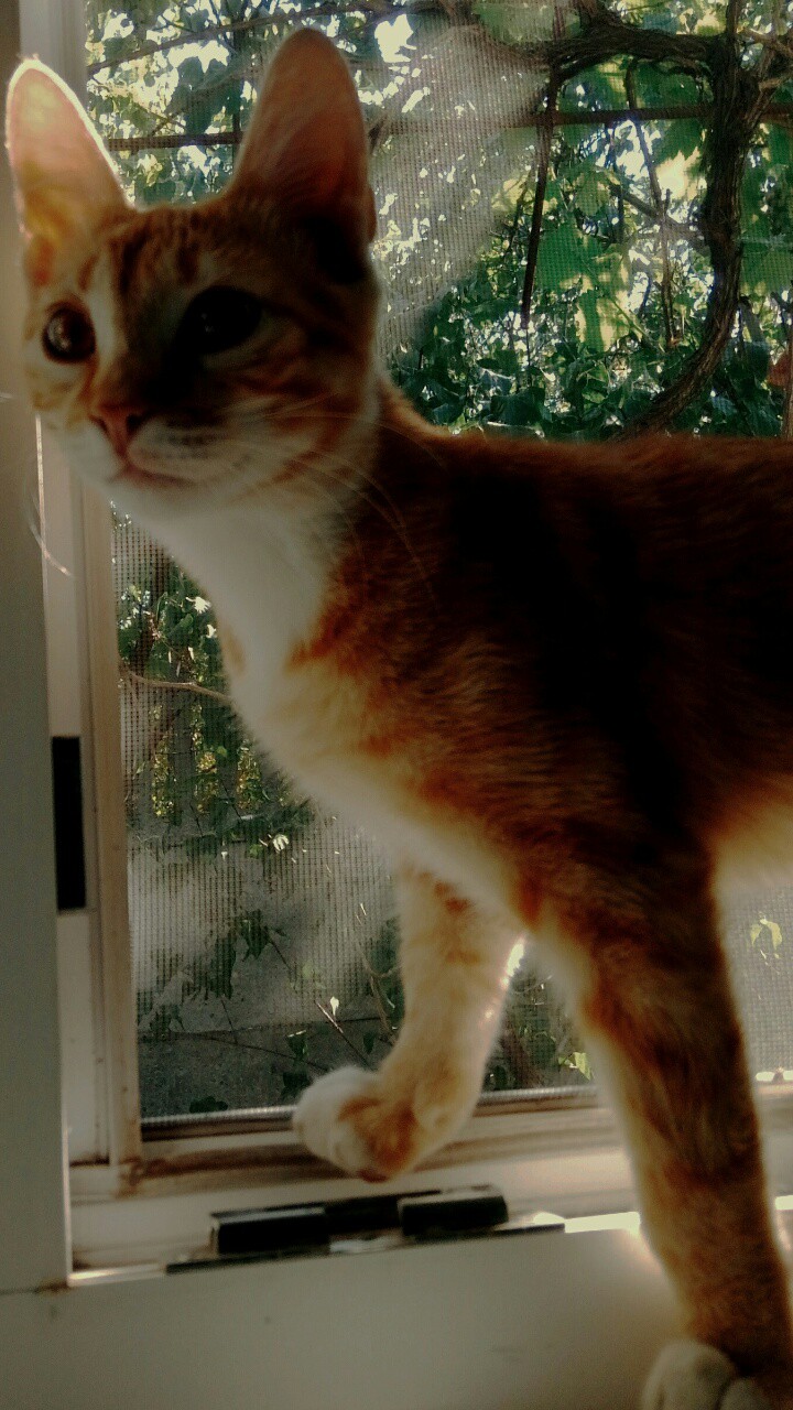 cat2