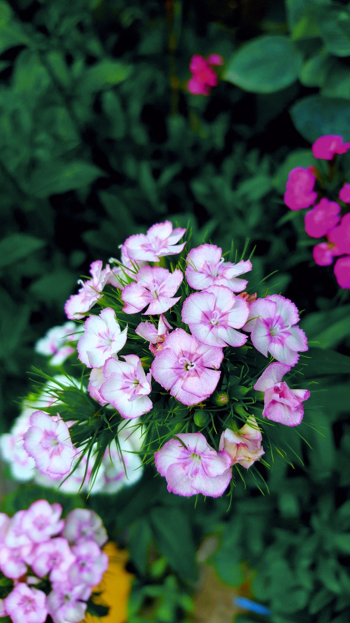 Carnations