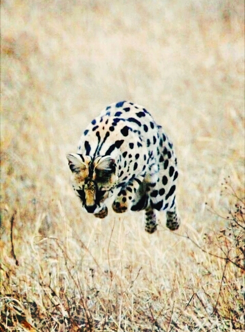 Nature on run