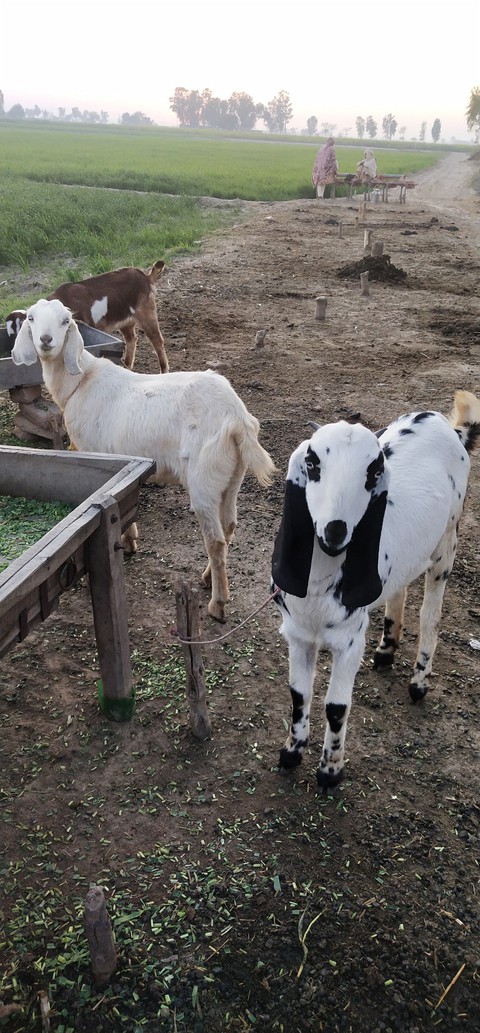 beauty of goat