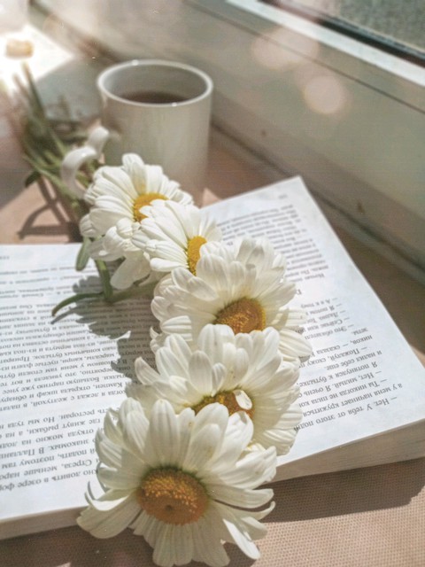 chamomile