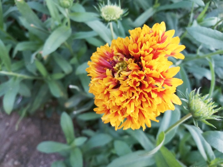 #orange #flowers