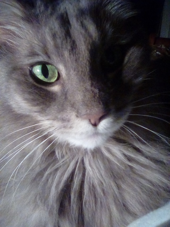 My Big Baby Boy (Captain)