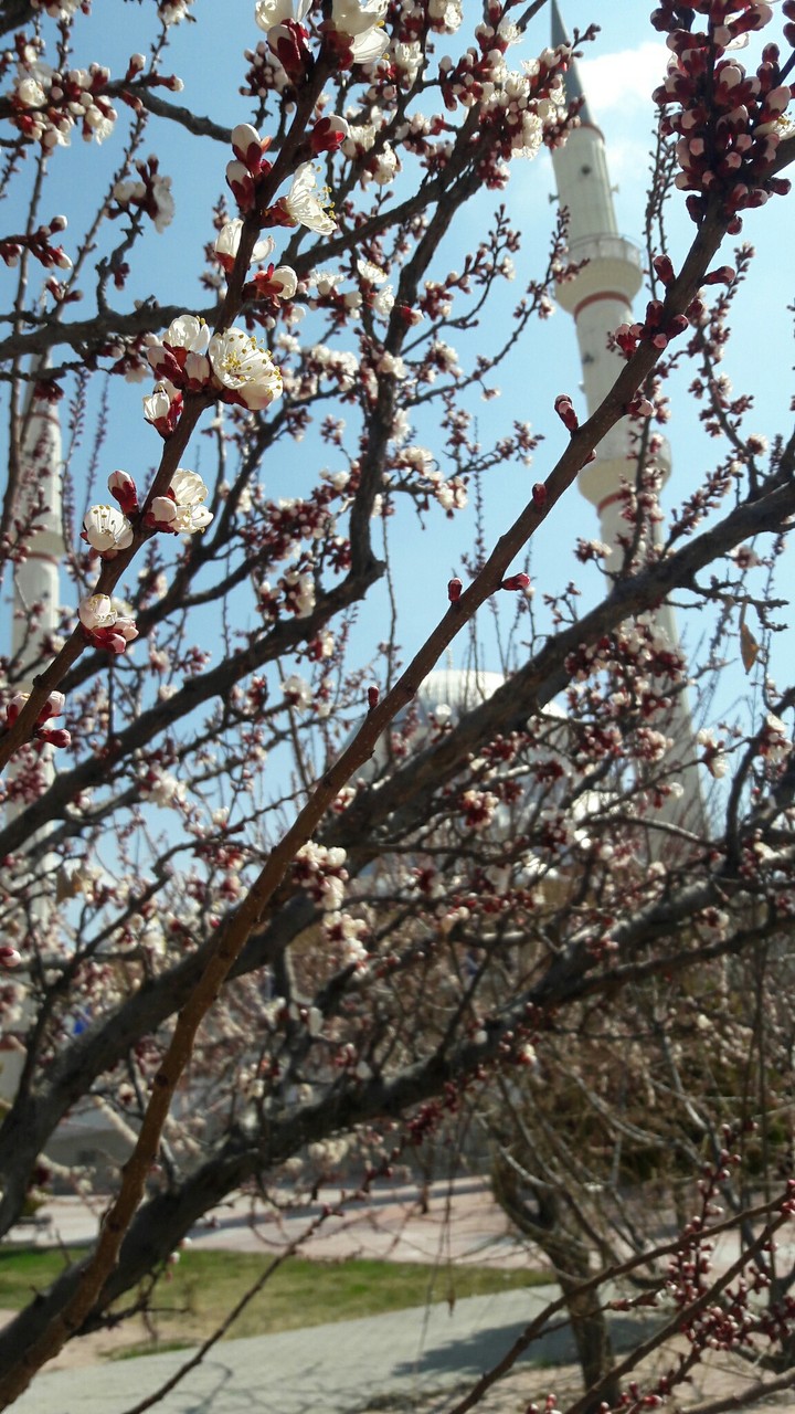 spring