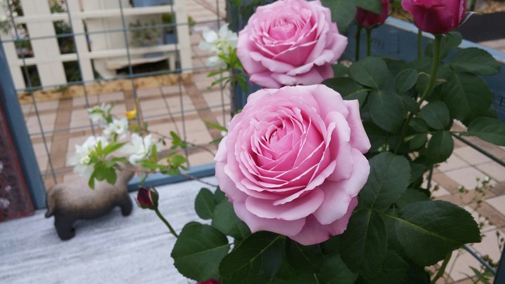 薔薇
