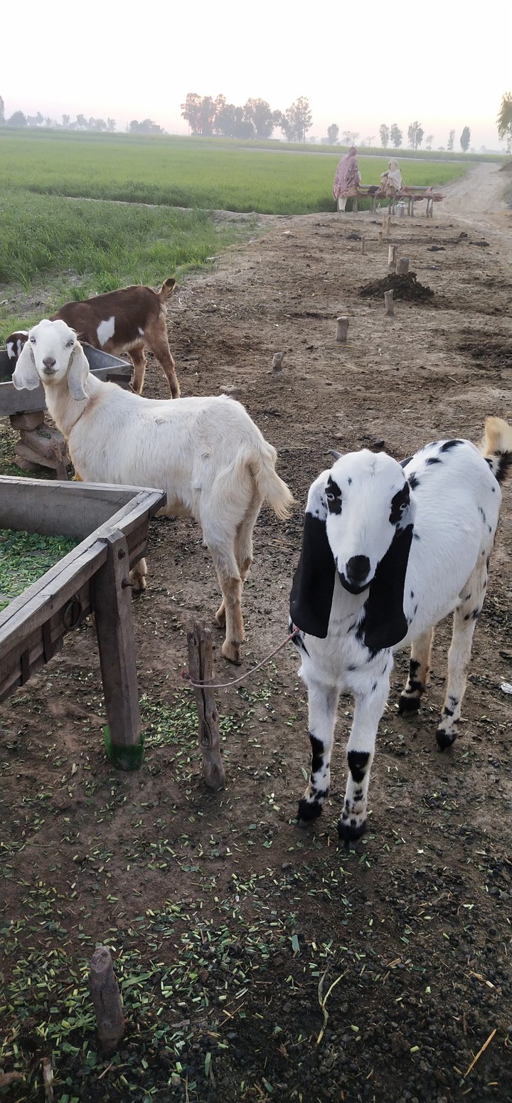beauty of goat