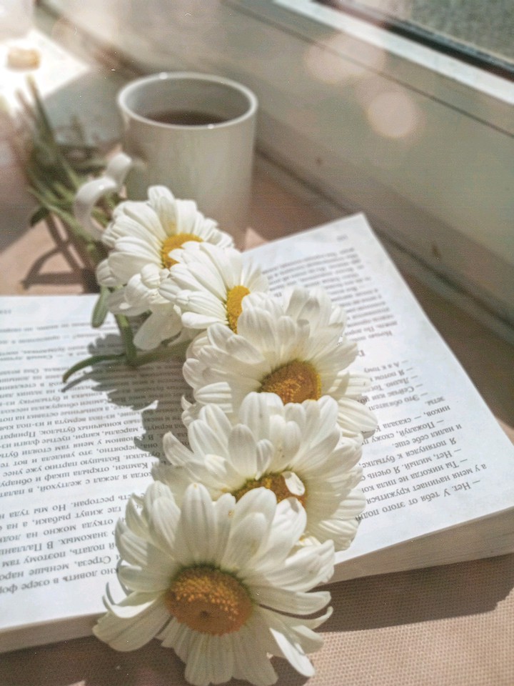 chamomile