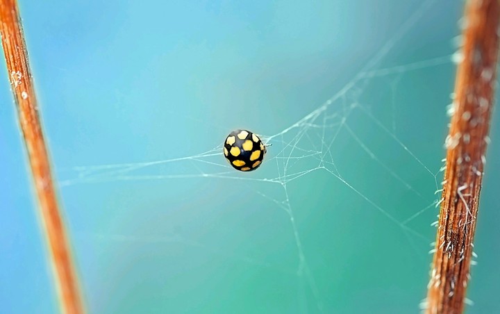 Macro