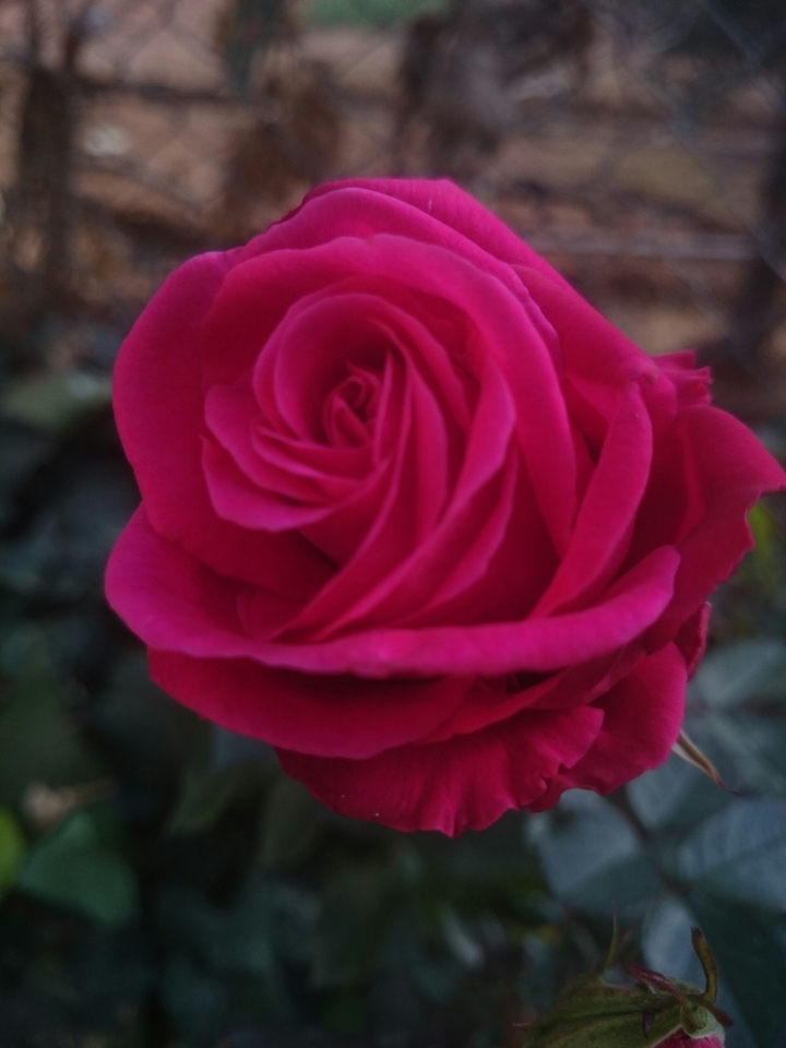 rose 