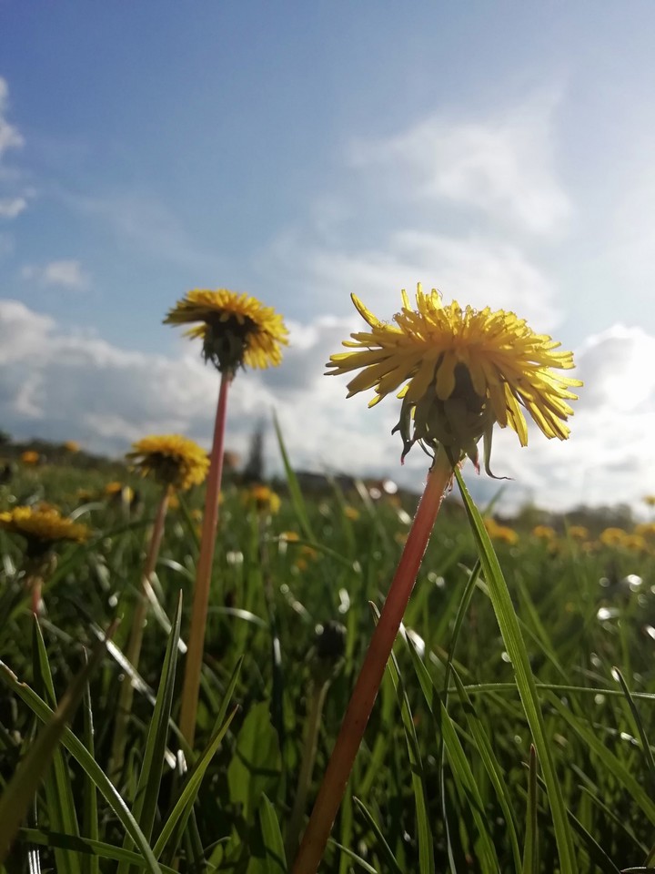 dandelion