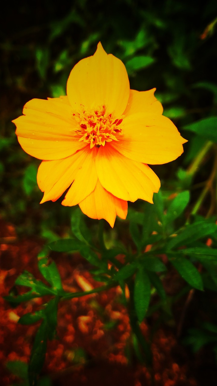 yellow