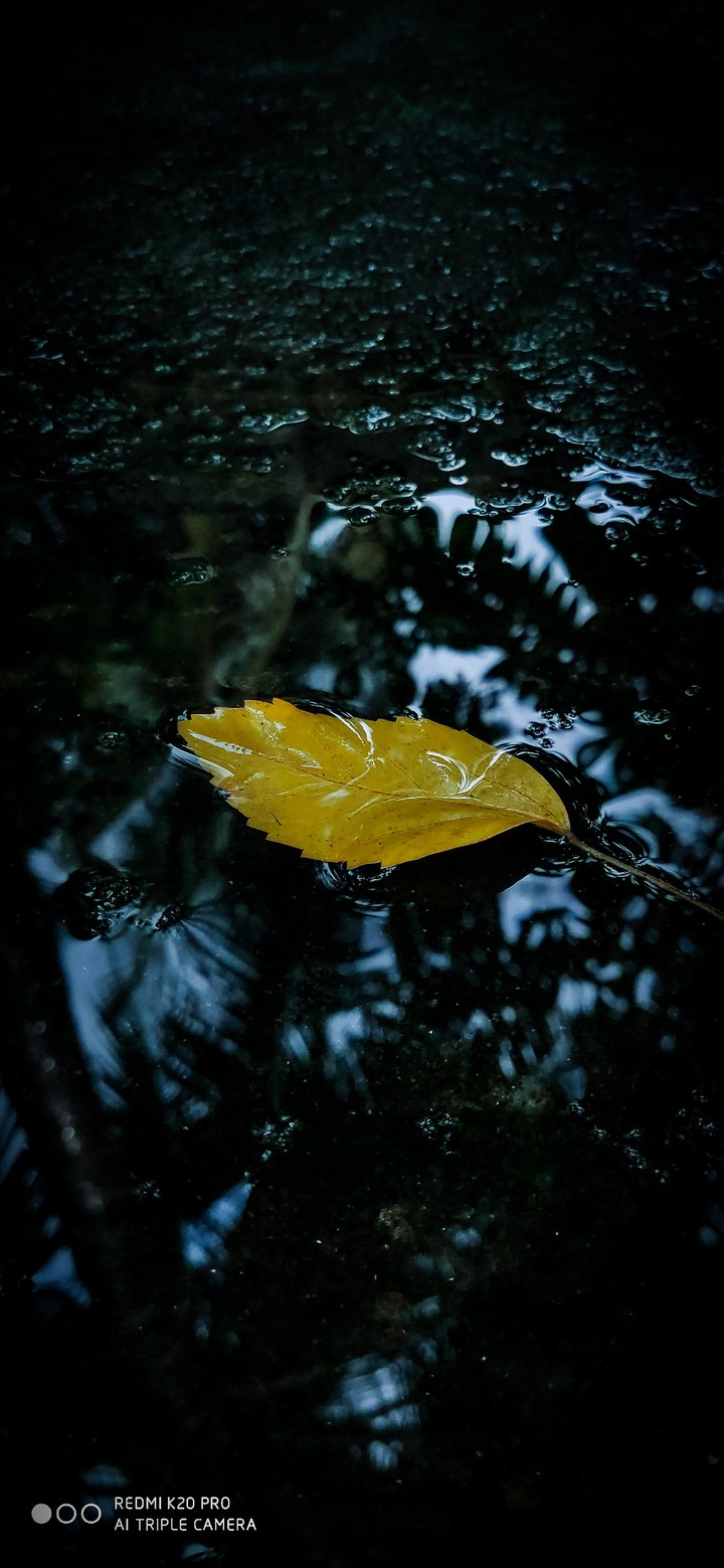 floating leaf