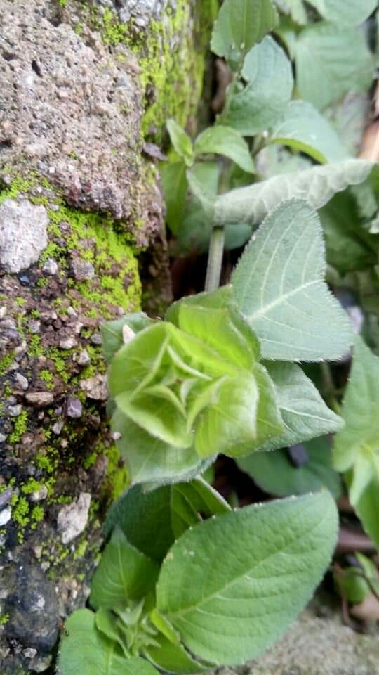 flores