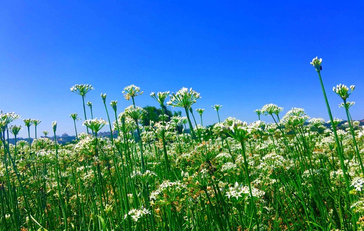花與天空