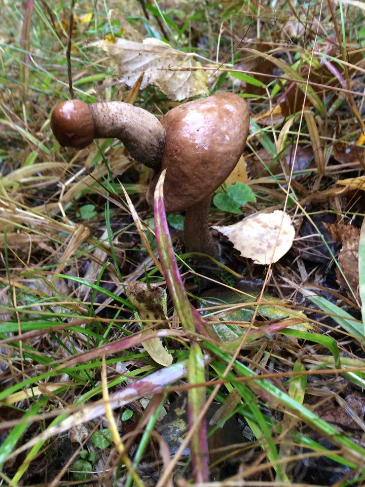 fungus