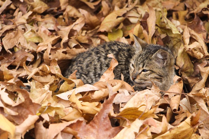 fall in leaves