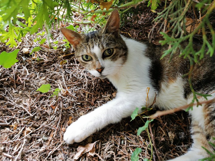 chat