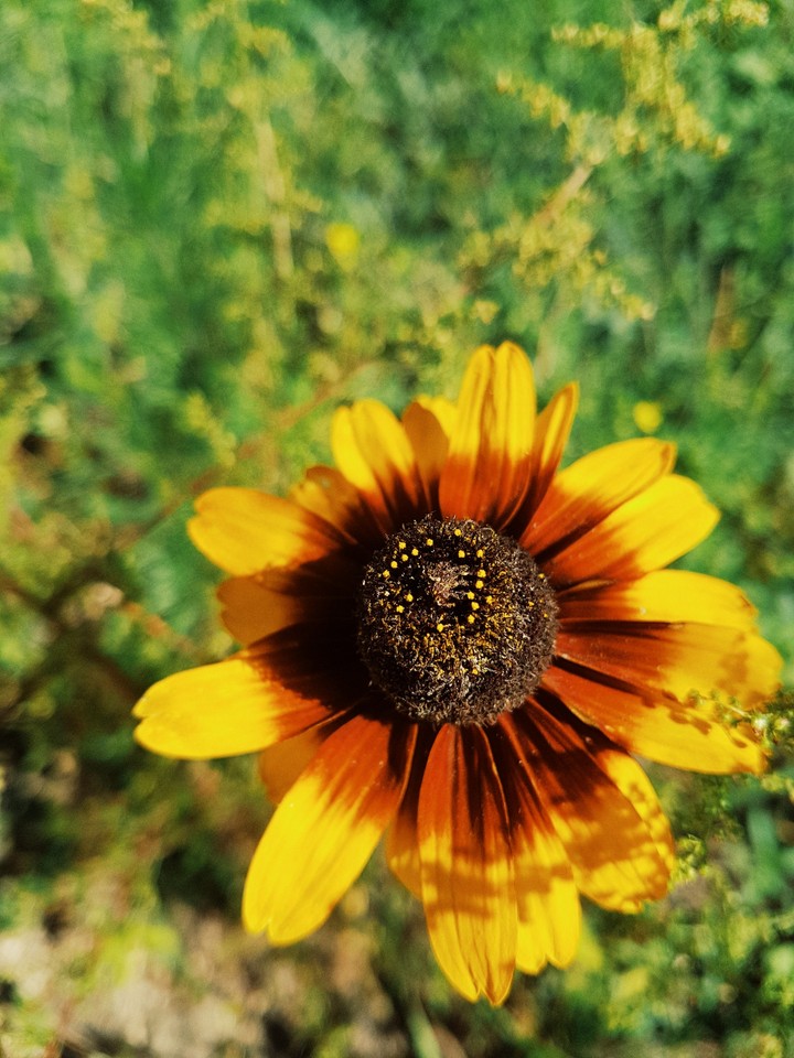 nature
