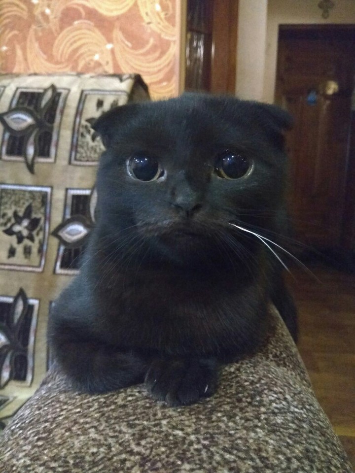 Моя кыця