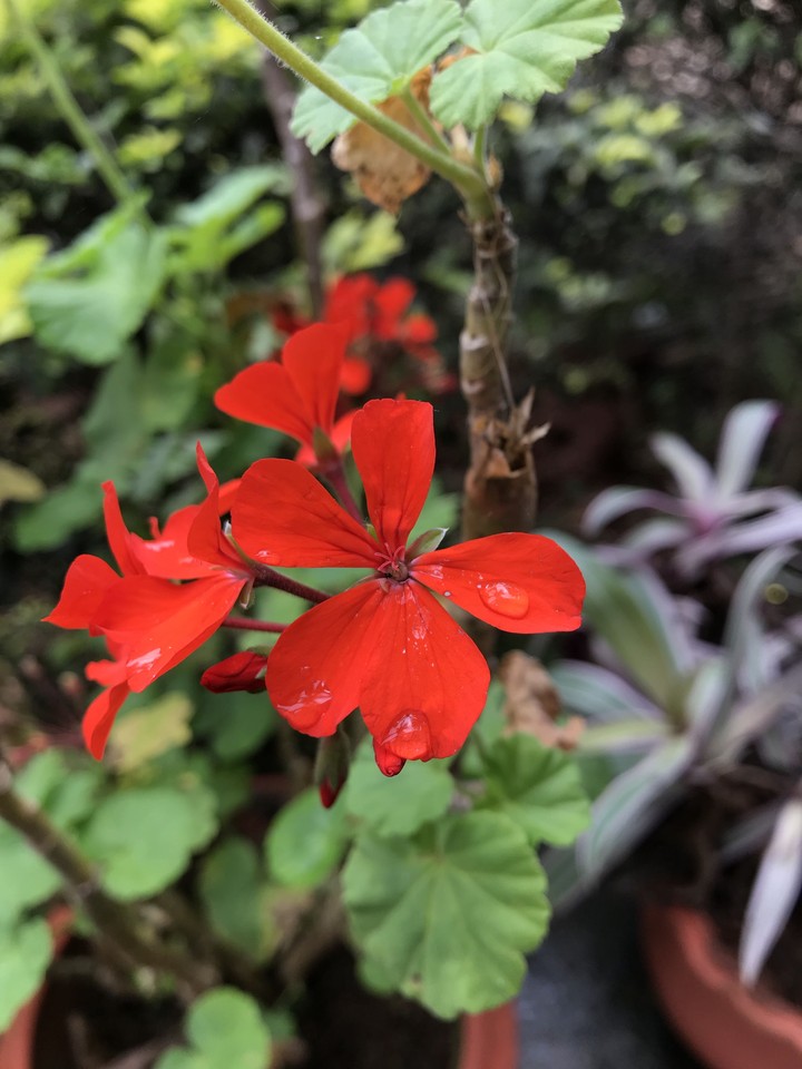 flower