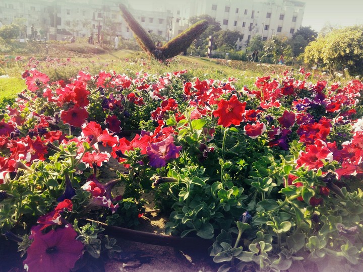 flower