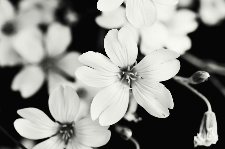 Blacky and whitey