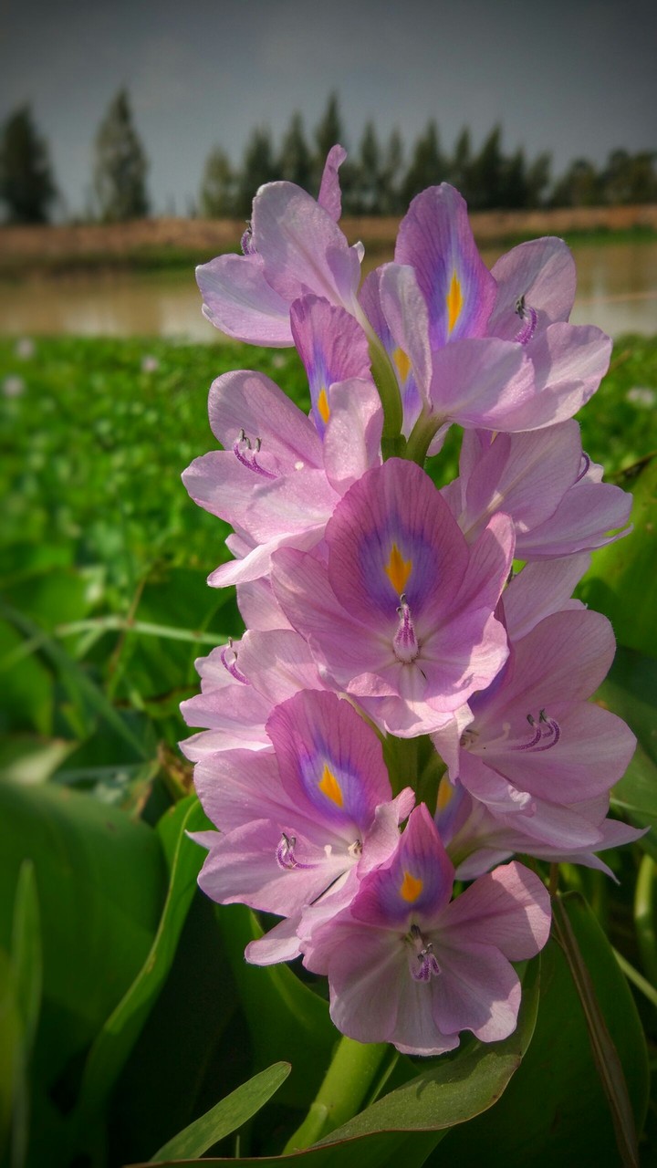 Water Lily