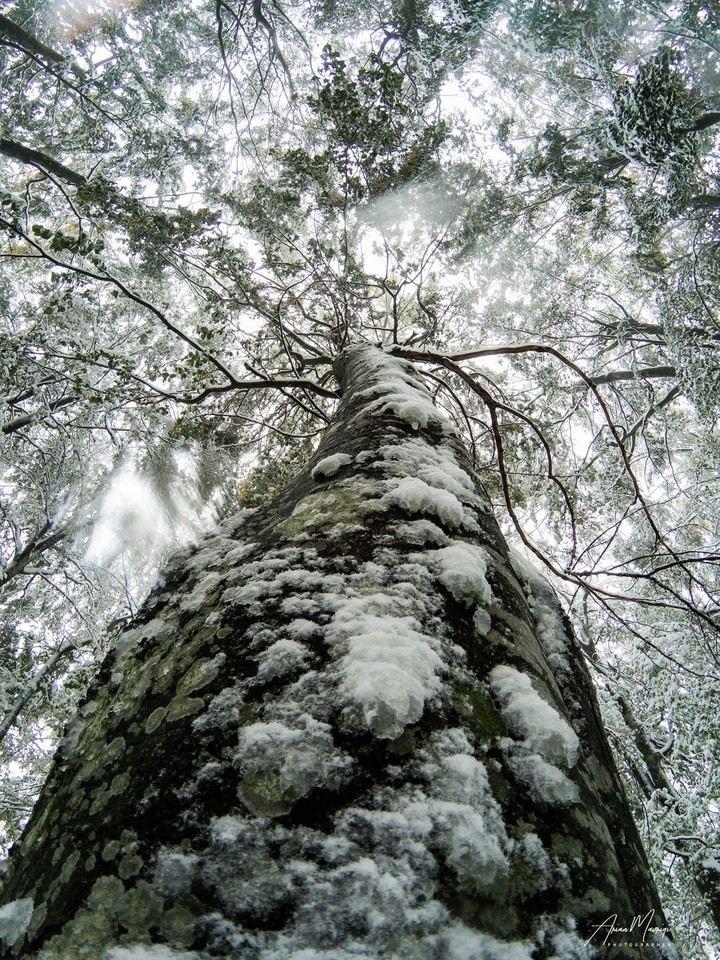 Snow Tree