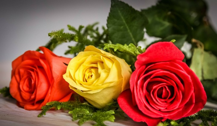rose y