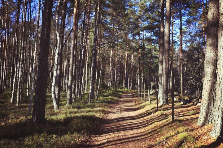 Forest in sweden