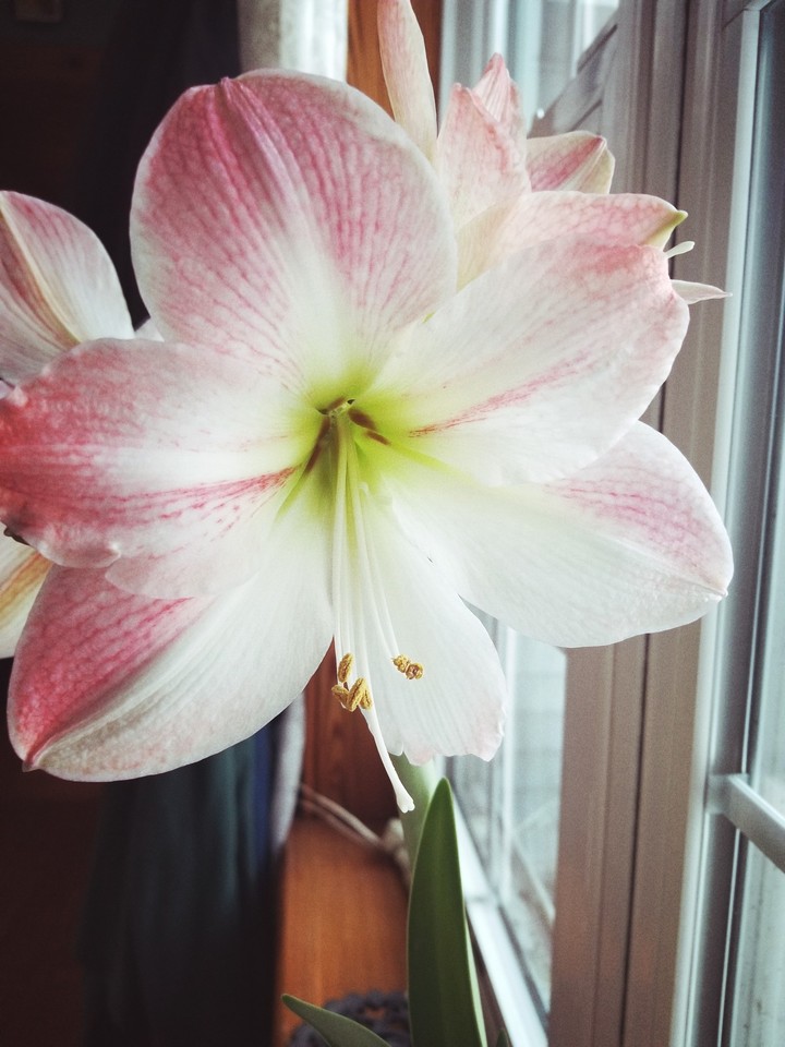 Amaryllis