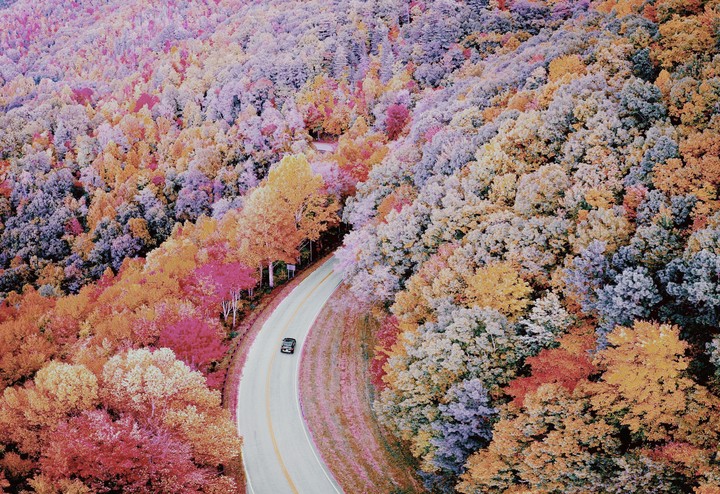 purple trees