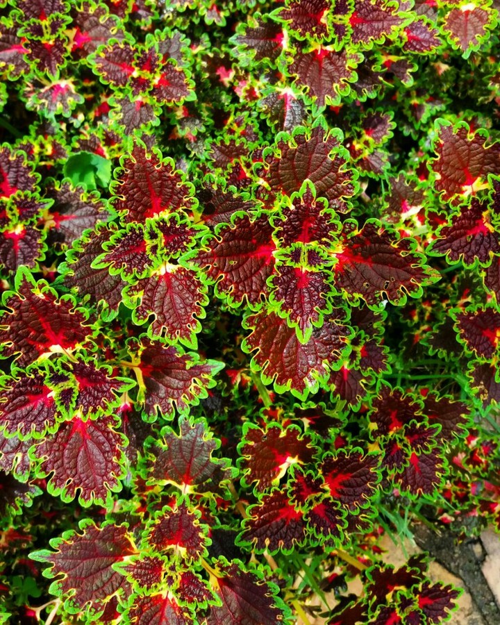 flowers