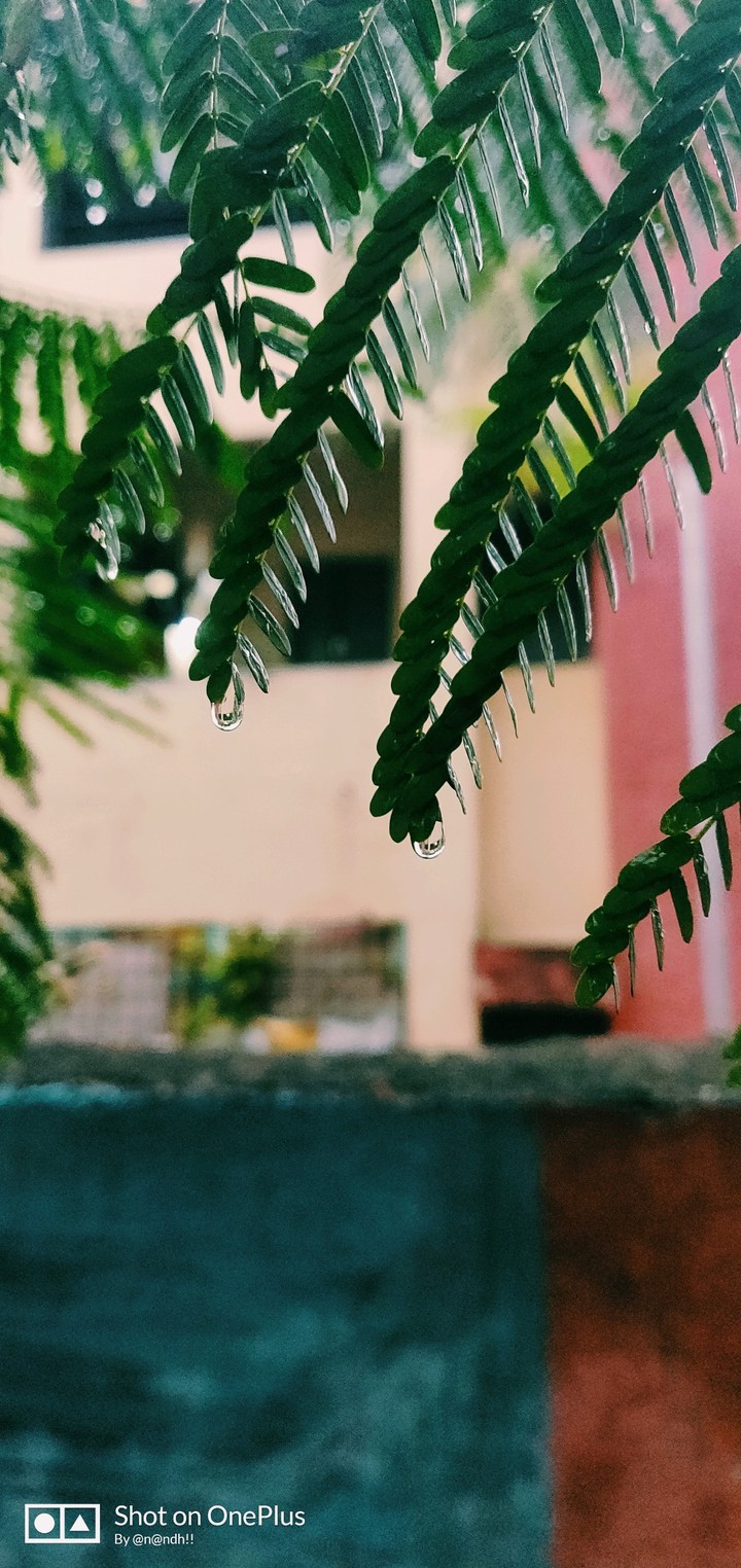 rain drops