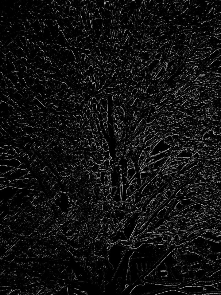 black treeee