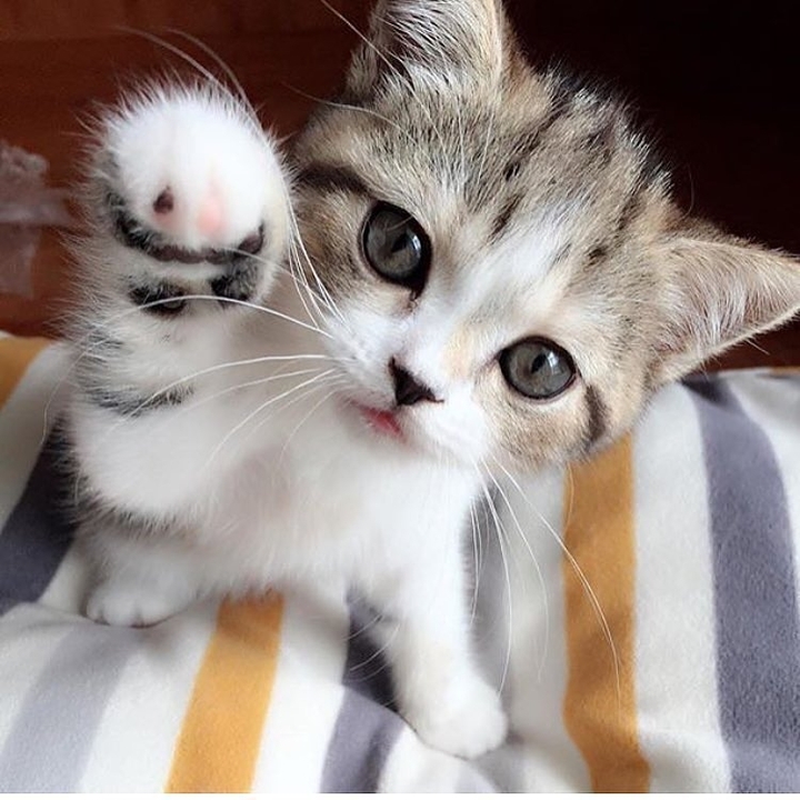 Cutie Cat