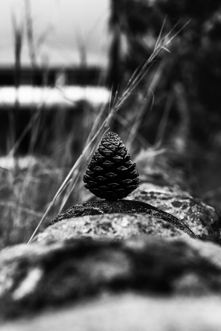 NATURALEZA