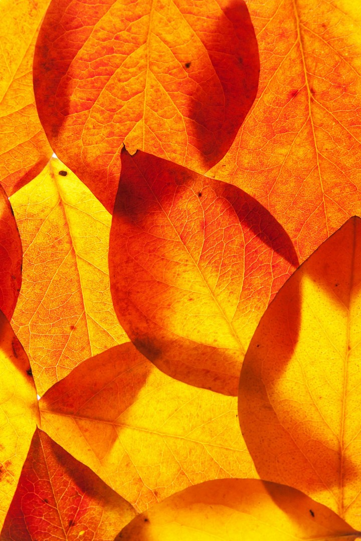 autumn