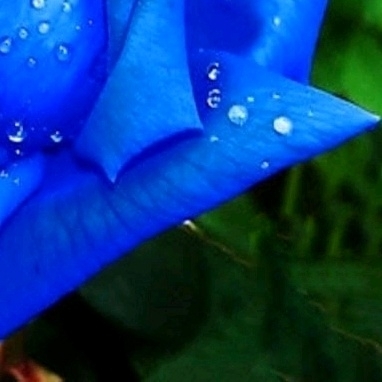 4x blue Roses