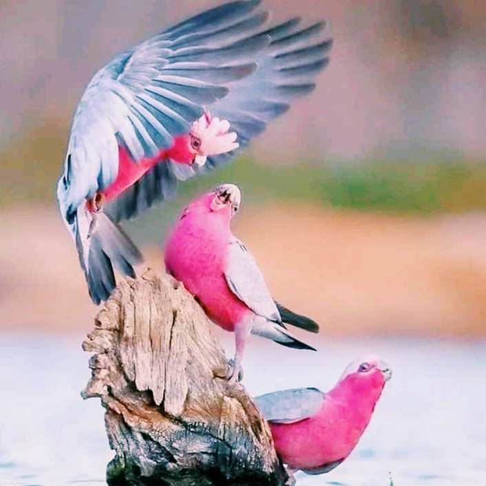 beauti