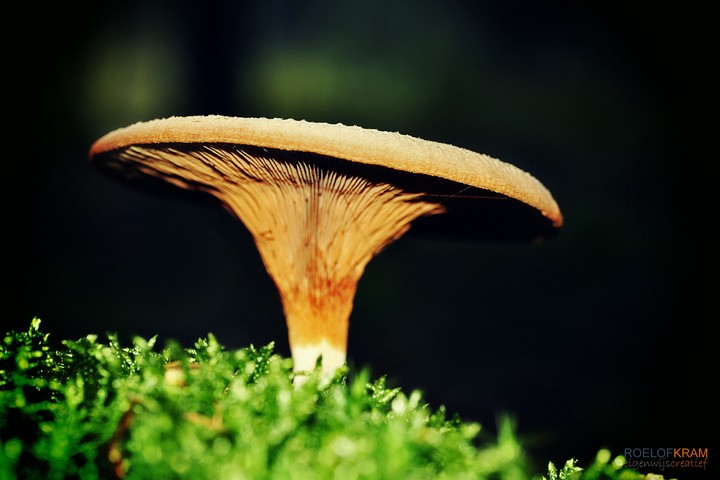 Paddestoel
