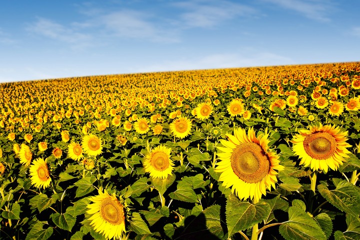Ein Meer aus Sonnenblumen