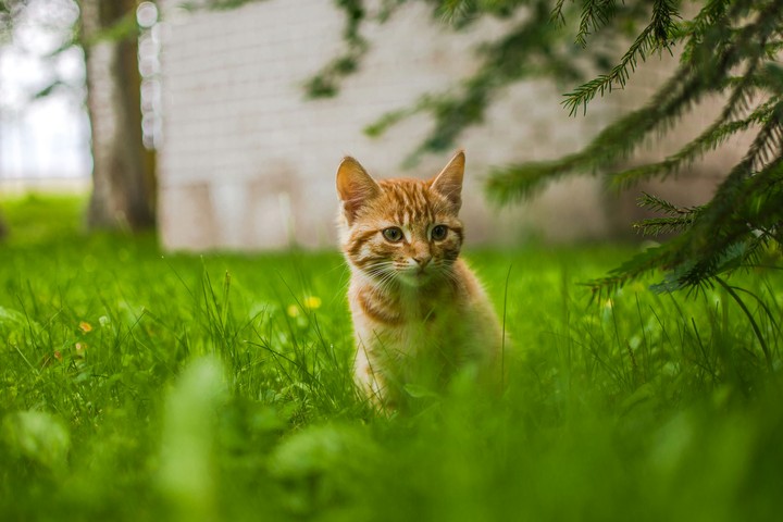 Wild look