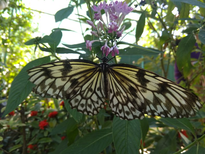 #butterfly