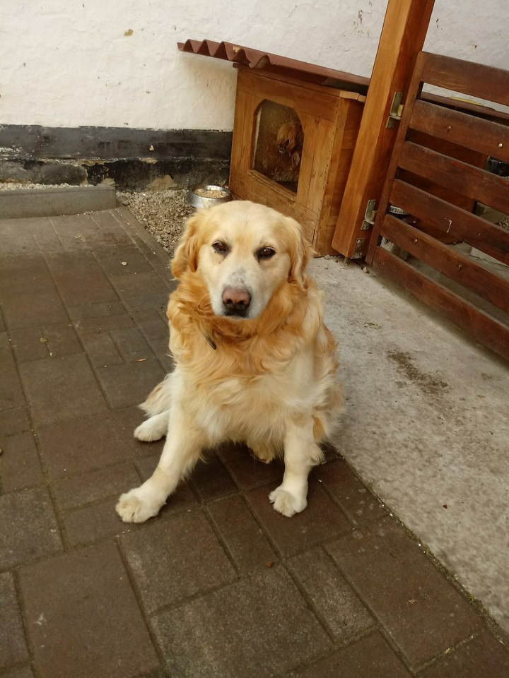 my dog
