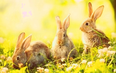 conejos