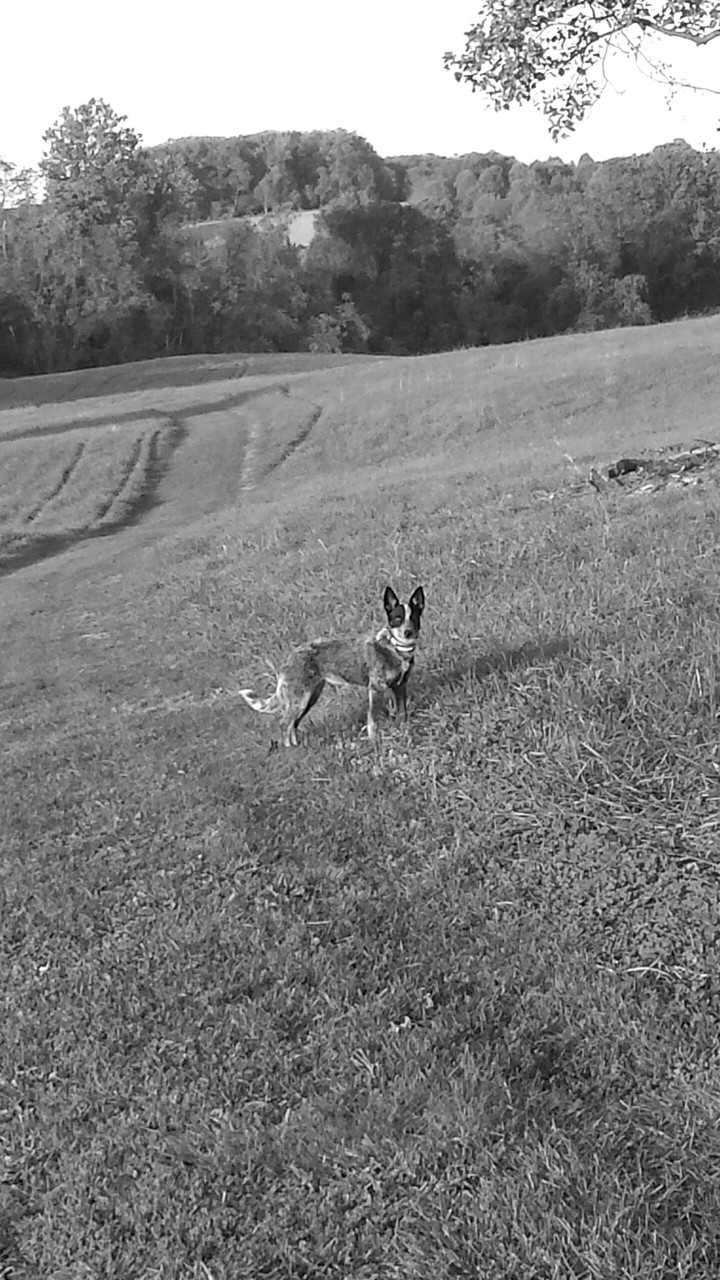 Roo the heeler