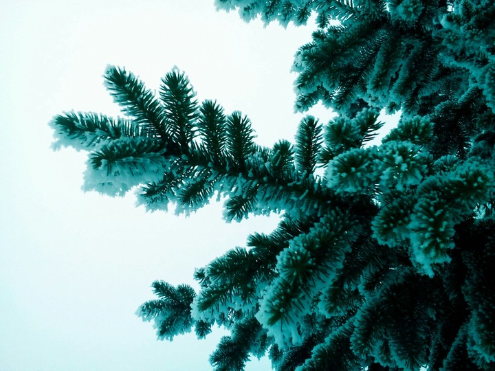 tree