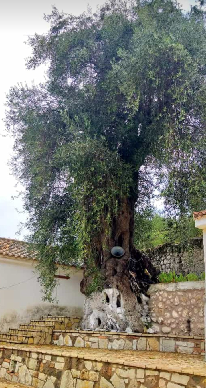 #tree