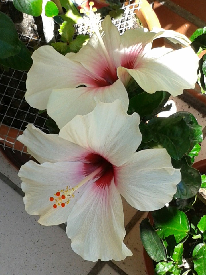 Hibiskus